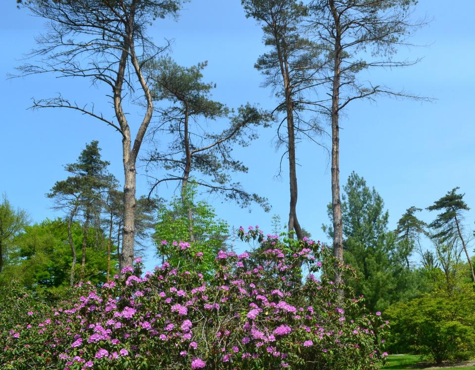 Rhododendrons planted near pine trees show signs of stress.