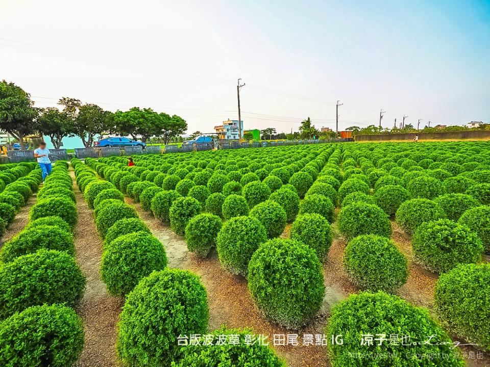 台版波波草