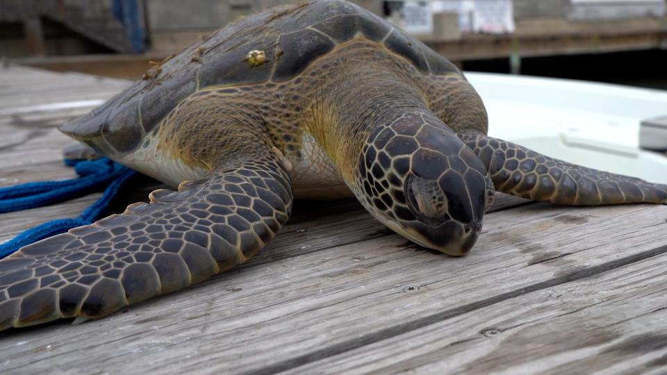 Rescuers rushed to pull sea turtles at risk of hypothermia from freezing North Carolina ocean water.