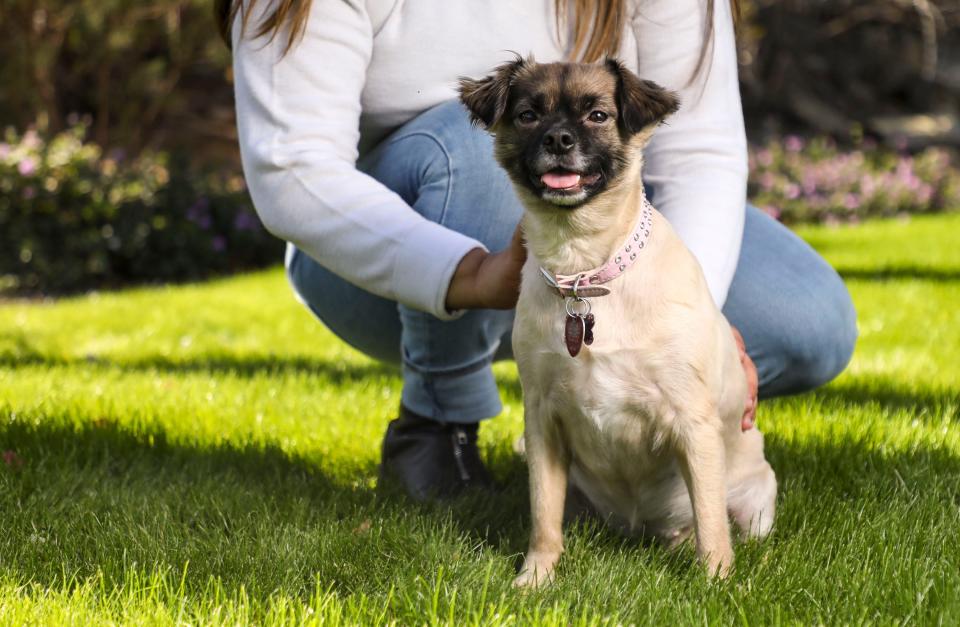 Luna, a 3-year-old Chihuahua mix, poses for a photo with Liz Hernandez.