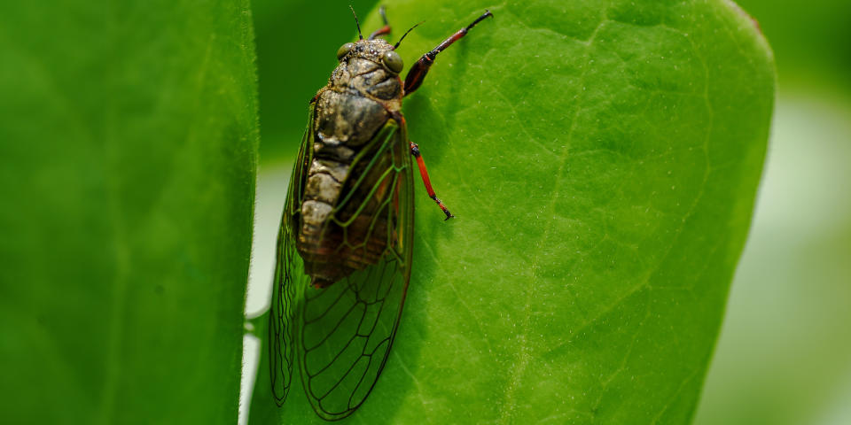 when do cicadas die 2020 (Getty Images)