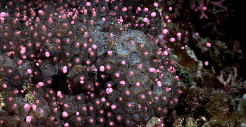 墾丁珊瑚產卵季  角菊珊瑚產精卵束 墾丁珊瑚產卵季每年在媽祖誕辰達高峰，研究人員4 月29日觀察到角菊珊瑚產精卵束。 （海生館提供） 中央社記者黃郁菁傳真  113年5月1日 