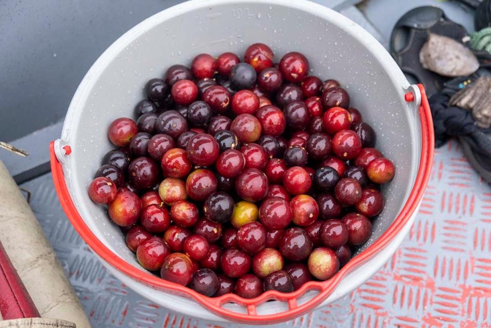 Camu camu berries are packed with vitamins (Alex Robinson)