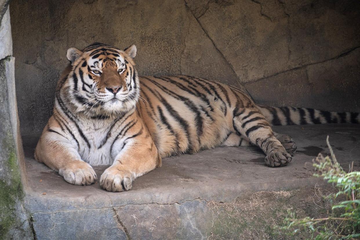 Jupiter, 14-Year-Old Tiger at Ohio Zoo Dies After Contracting COVID