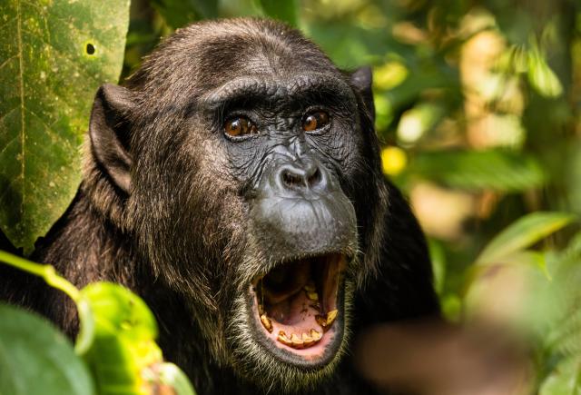 Chimpanzé - características, foto, informações - Animais - InfoEscola