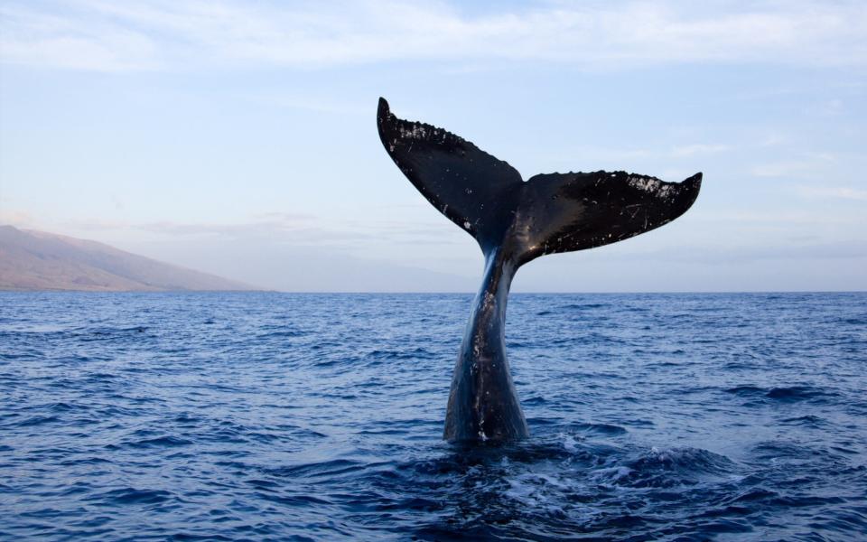 Humpback whale tail high out of water in Maui, Hawaii - M Swiet Productions