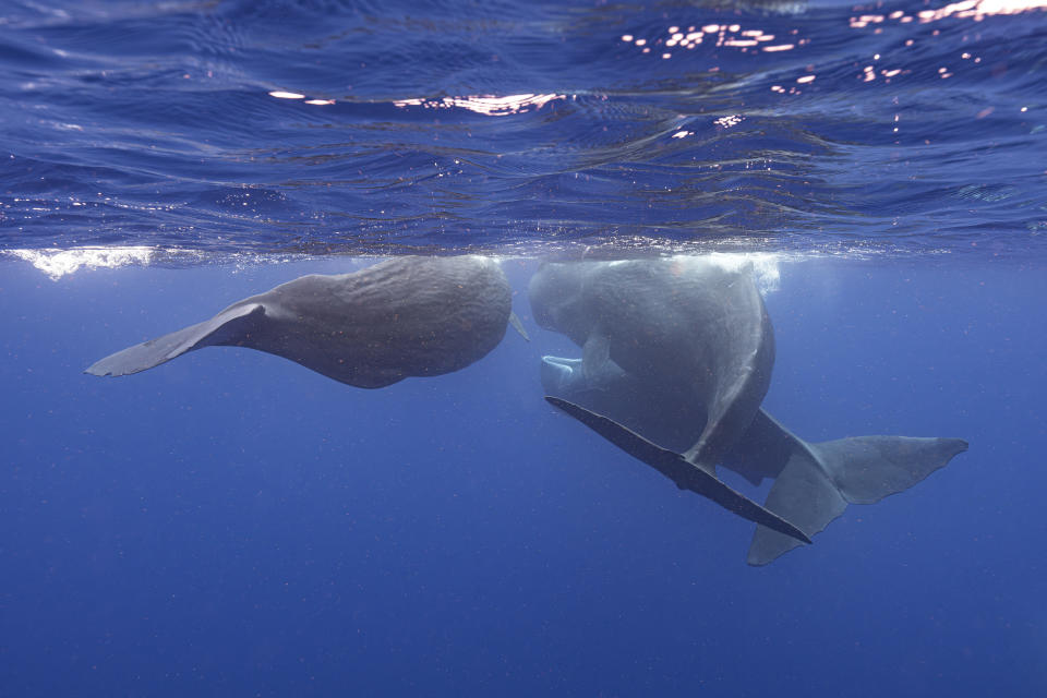 Sperm whales swim together off the coast of Dominica in March 2024. In a study published Tuesday, May 7, in the journal Nature Communications, scientists studying the sperm whales that live around the Caribbean island have described for the first time the basic elements of how they might be talking to each other, in an effort that could one day help us to better protect them. (Samuel Lam via AP)