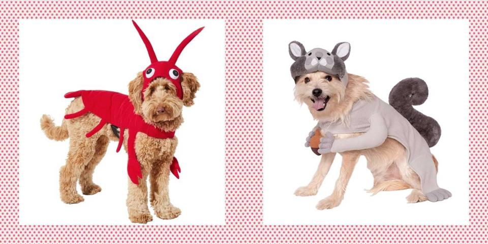 These Dog Costume Ideas Will Help Get Your Pup in on the Halloween Fun