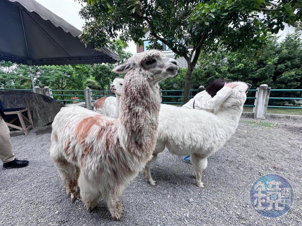 羊駝是園區內最受遊客歡迎的明星萌寵之一，每日開放上下午各一場羊駝巡禮，遊客可以近距離跟羊駝們拍照打卡。（陳涵茵攝）