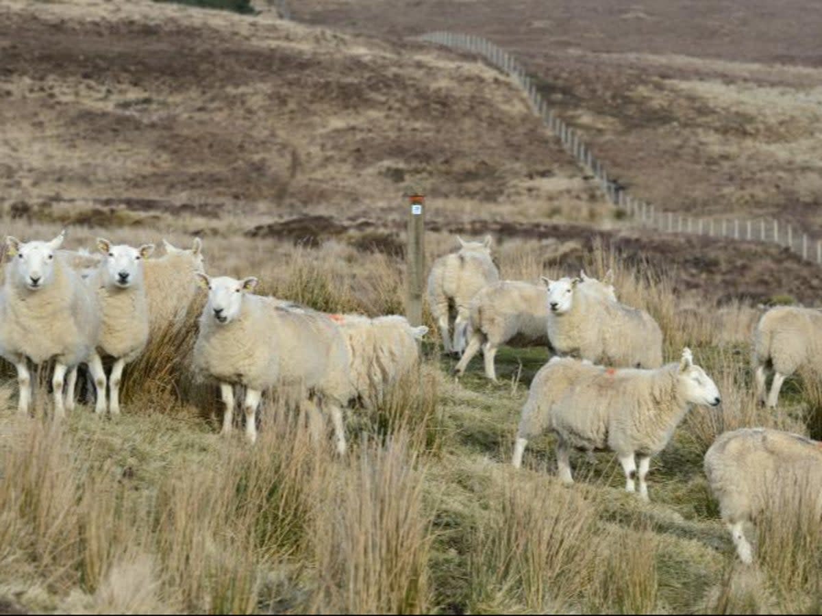 Sheep have been on the frontline in the fight against giant hogweed in Scotland  (NatureScot)