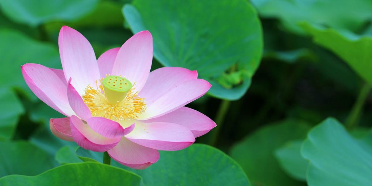 sacred lotus flower