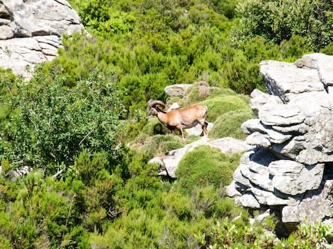 A male mouflon amid the rugged terrain of Elba, which lies off the coast of Tuscany - Credit: Mauro Piccardi/Alamy