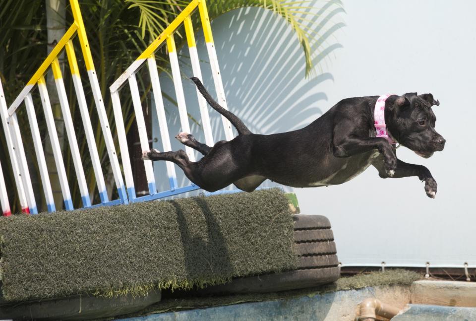 <p>Dog “Zaia” participates in the jumping competition during the Dog Olympic Games in Rio de Janeiro, Brazil, Sunday, Sept. 18, 2016. Owner of the dog park and organizer of the animal event Marco Antonio Toto says his goal is to socialize humans and their pets while celebrating sports. (AP Photo/Silvia Izquierdo) </p>