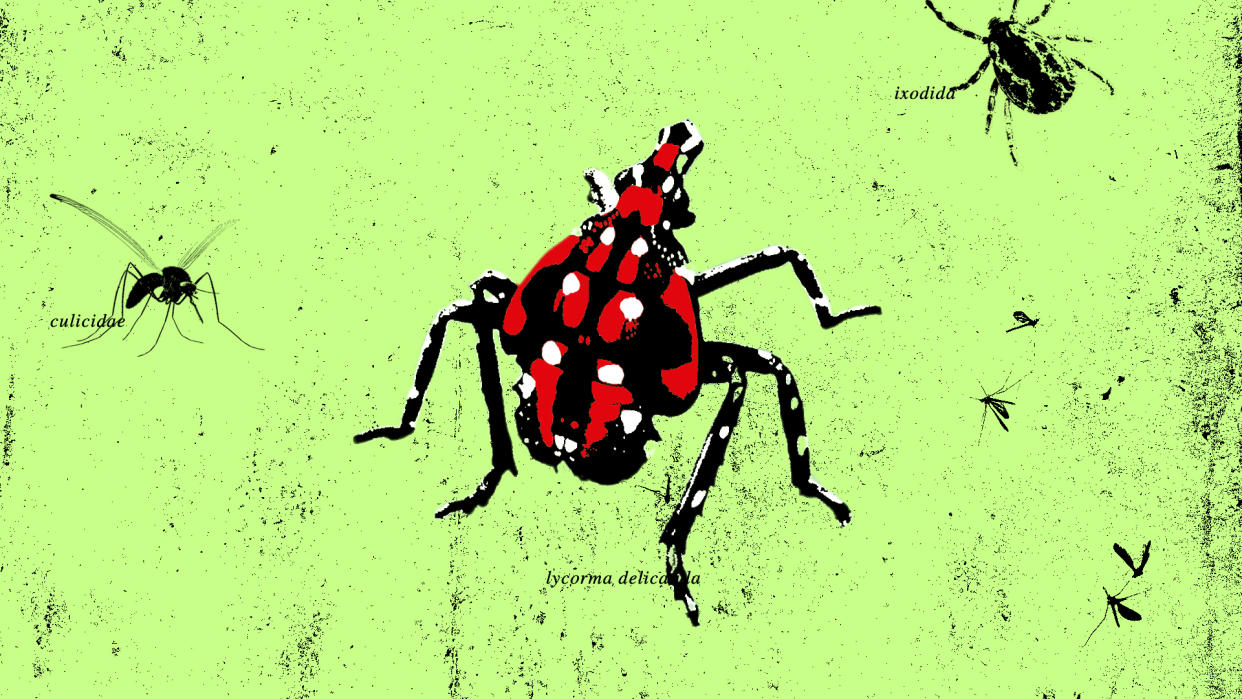 Illustration of bugs on green background with labels: culicidae, ixodida, and lycorma delicatula