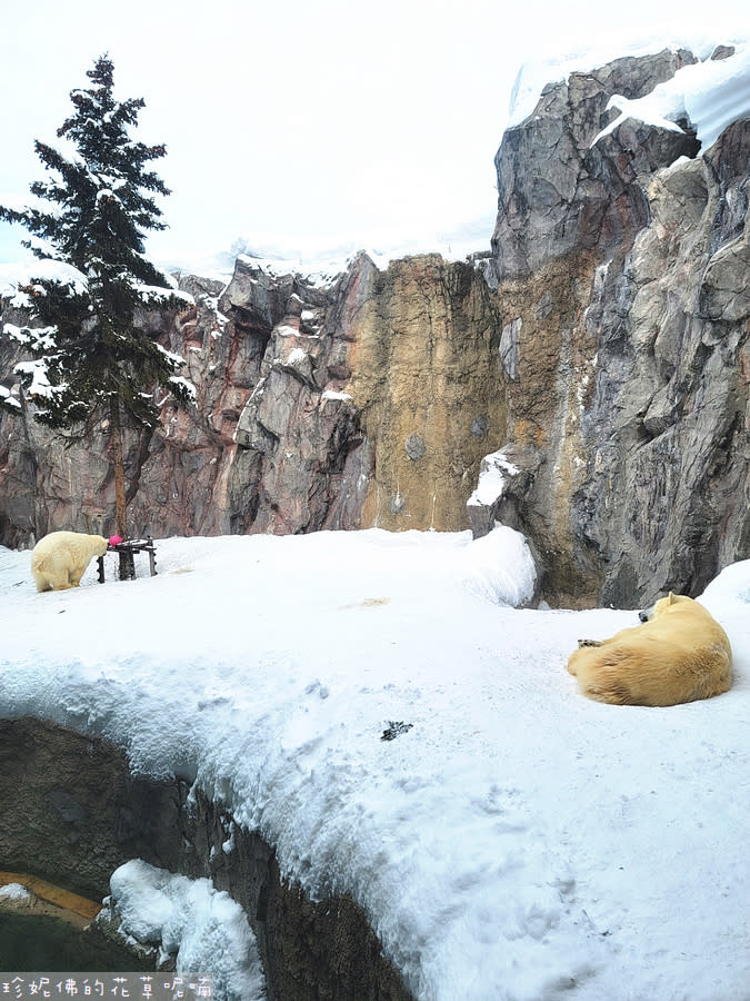 日本北海道｜旭川動物園、拉麵村、札幌大通公園、狸小路