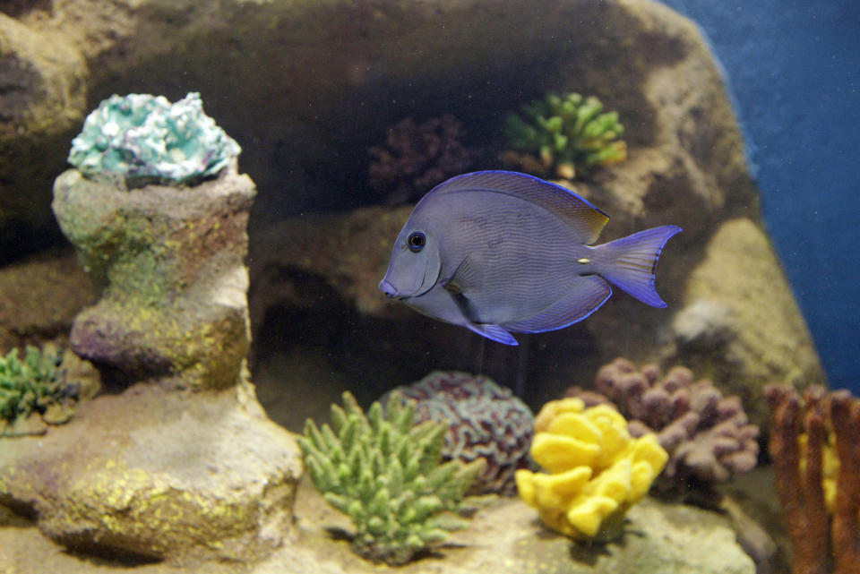 A blue caribbean tang swims over an artificial coral reef inside the Greater Cleveland Aquarium in Cleveland Wednesday, Jan. 18, 2012. Constructed in an old powerhouse, Ohio's only free-standing aquarium opens Thursday with two preview days for annual pass holders and opens to the public Saturday, Jan. 21. (AP Photo/Mark Duncan)