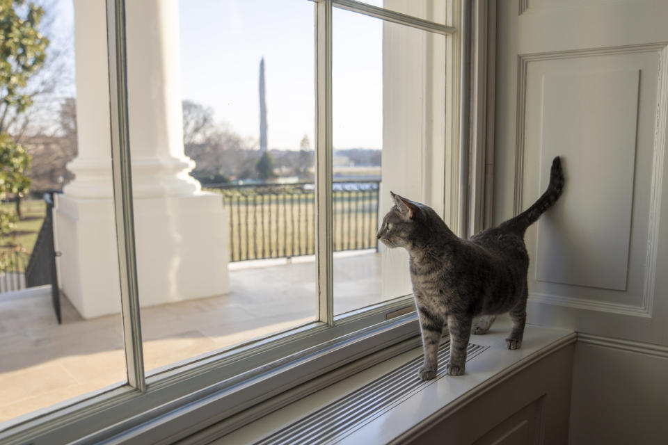 Willow, the Biden family's new pet cat, wanders around the White House on Wednesday, Jan. 27, 2022 in Washington. President Joe Biden and first lady Jill Biden have added Willow, a 2-year-old, green-eyed, gray and white feline from Pennsylvania, to their pet family. The Washington Monument can be seen in the distance. (Erin Scott/The White House via AP)