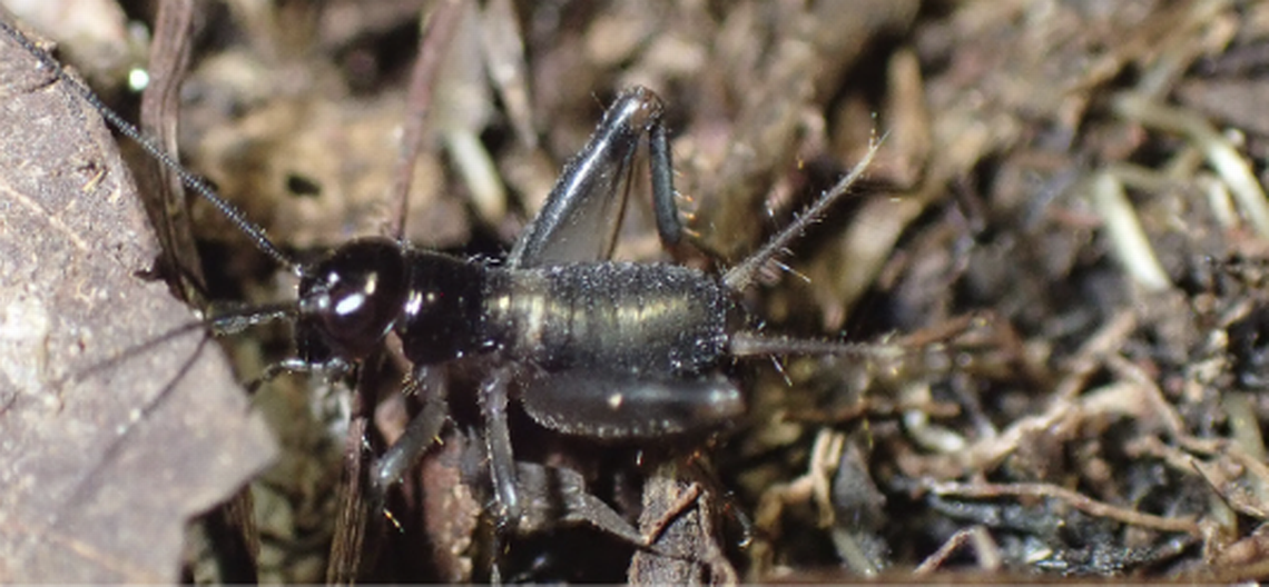 The cricket lives in caves and dense leaf litter, making it difficult for sound to resonate.