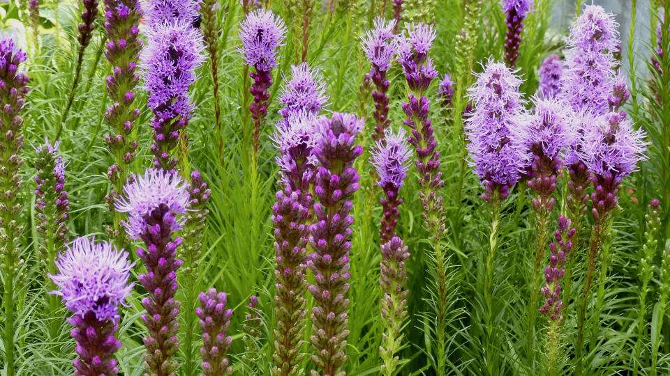 Plants for butterfly garden (Dense Blazing Star Liatris spicata)