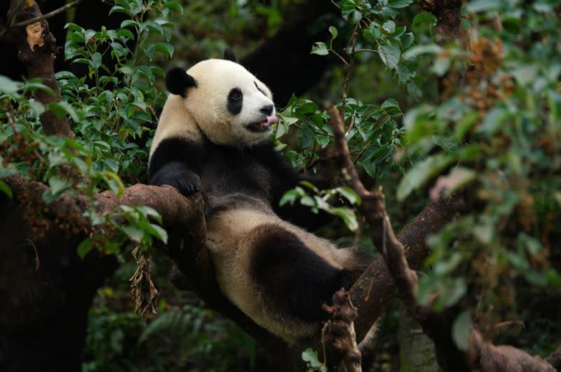 圓寶超愛爬茄苳樹，還不小心摔下來。 （圖／動物園提供）