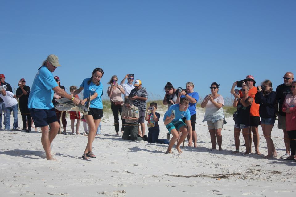 Volunteers from Gulfarium Marine Adventure Park release a sea turtle named Scorpio into the water at Perdido Key State Park Thursday, Nov. 11, 2021.