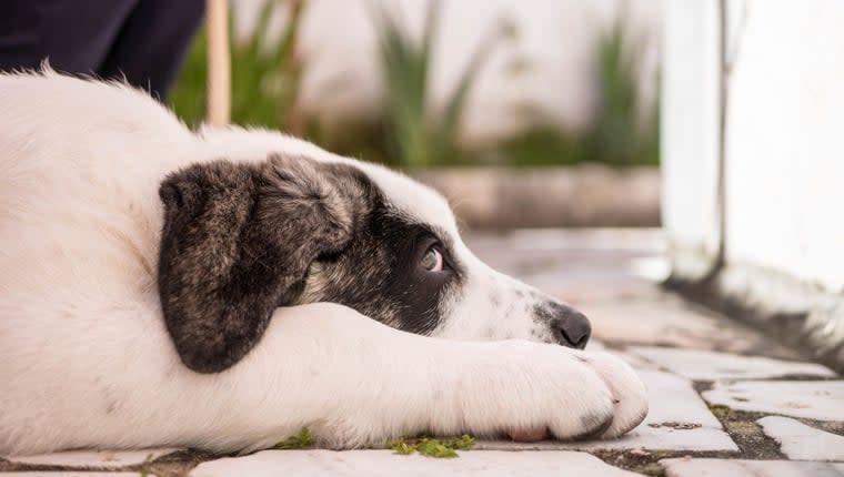 Portuguese Farm Dog Becomes Oldest Dog Ever at 30