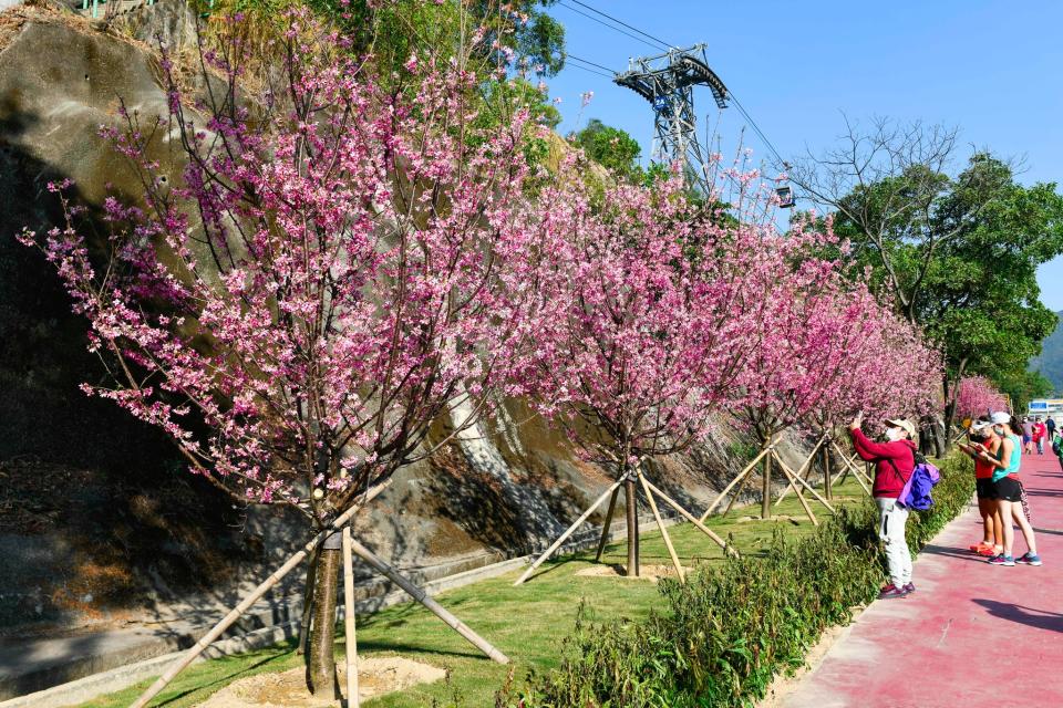 香港櫻花2024｜櫻花預賞期2024 即睇香港櫻花品種、10大賞櫻地點 最早開花地方係⋯？