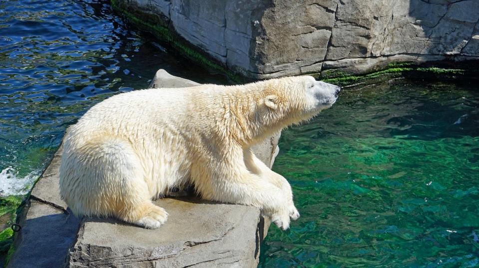 美國政府日前敲定一項計畫，允許了在阿拉斯加「北極國家野生動物保護區」鑽探石油及天然氣，恐嚴重威脅北極圈內的環境。（示意圖／翻攝自Pixabay）