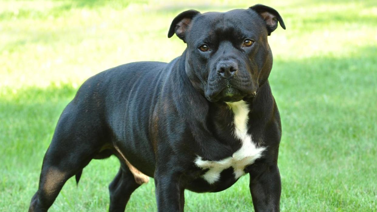 American staffordshire terrier