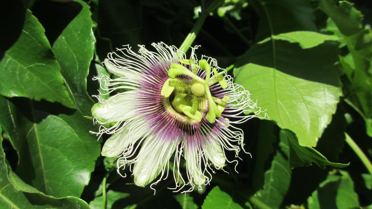 Passion fruit is one of the best choices for using trees as a trellis because their delicious fruit will drop once ripe, and the fruit are very durable.