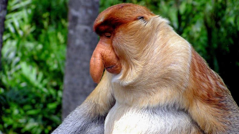 雄性長鼻猴的鼻子大小，決定在猴群中的社會地位與性吸引力。（圖／Pixabay）