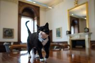 Chief mouser' Palmerston, a rescue cat recruited from Battersea Dogs and Cats Home explores his new surroundings in Permanent Under Secretary, Simon McDonald's office in the Foreign and Commonwealth Office in London.