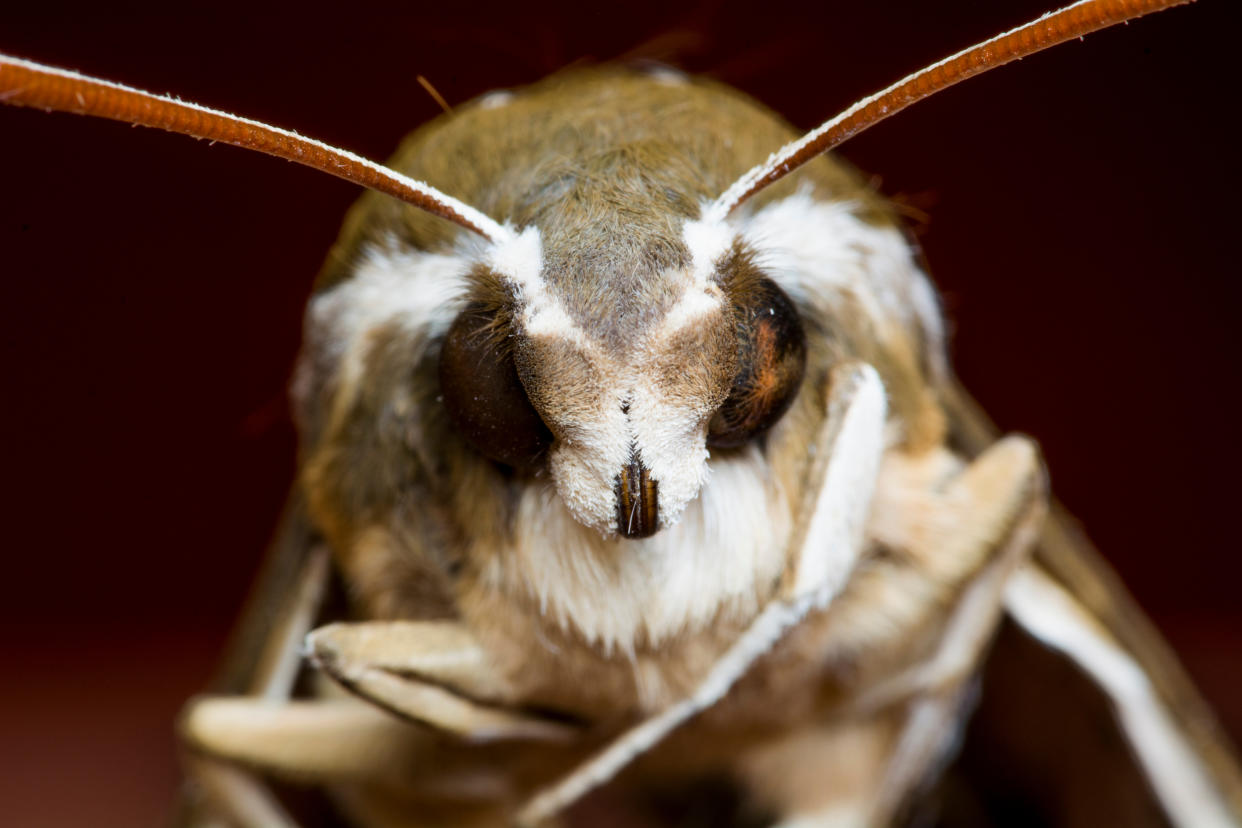 Extreme Close-Up Of Moth