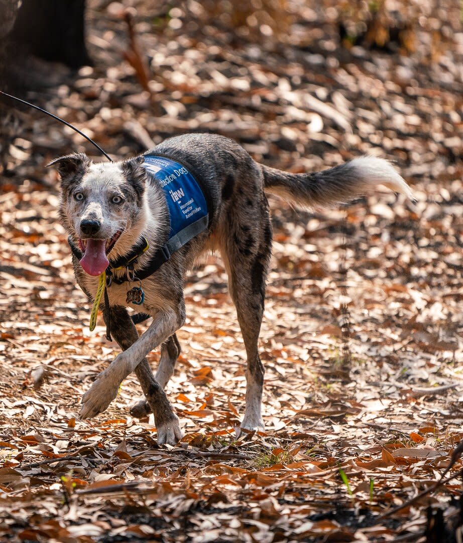 koala detection dog