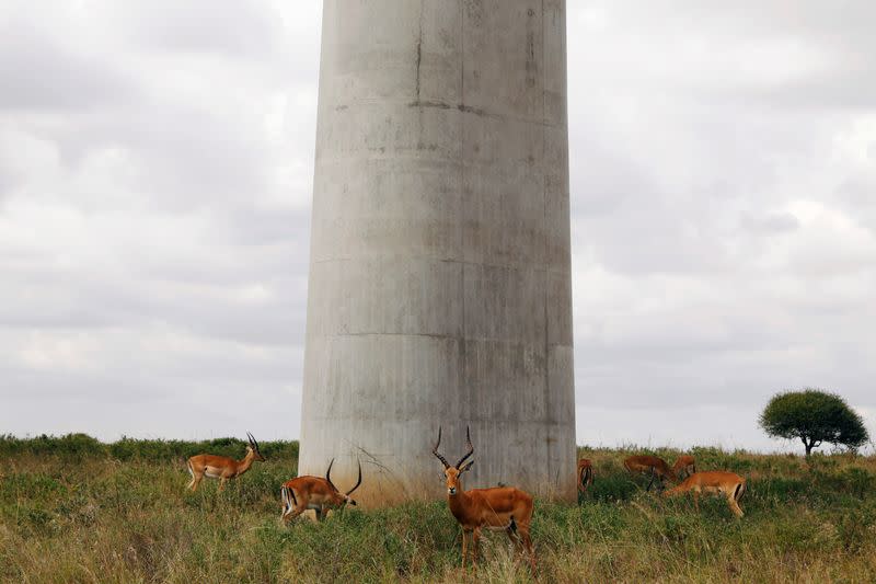 Antelopes graze under a bridge of the Standard Gauge Railway (SGR) line, inside the Nairobi National Park in Kenya