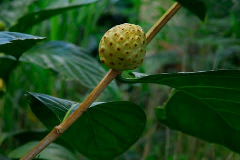 The superfood noni fruit is rich in anti-ageing compounds - Credit: getty