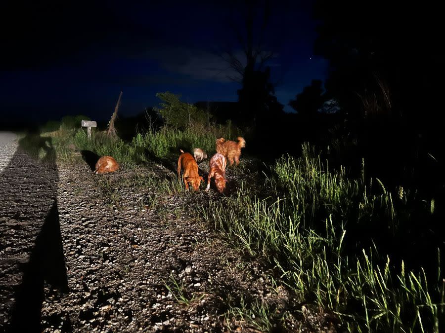 Small dogs outside Hughes property Tuesday nightj