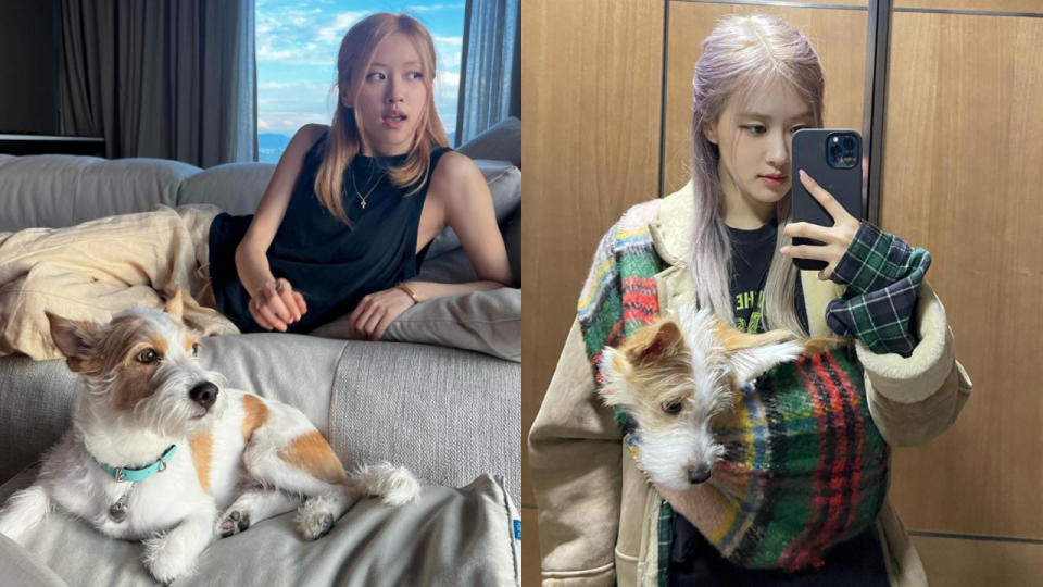 女神和愛犬 Hank 的表情竟然神複製（圖片來源：Rosé IG、Hank IG）