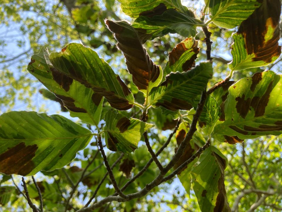 Signs of beech leaf disease on a beech tree along the Cape Cod National Seashore's Beech Forest Trail in Provincetown.