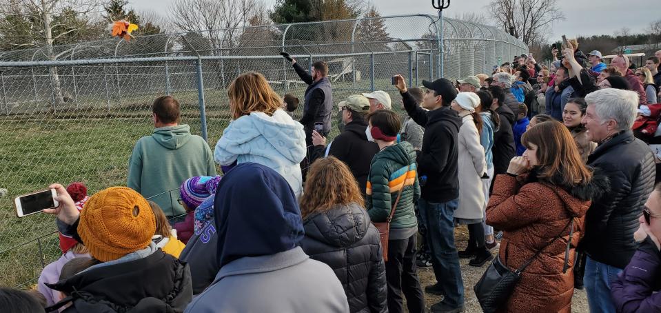 In this photo provided by Wolf Park in Battle Ground, Ind., visitors watch as the wolves and foxes are treated in the annual "Turkey Toss."