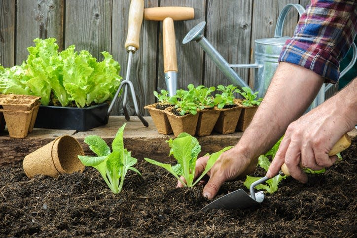 Farmer planting young seedlings of lettuce salad in the vegetable garden