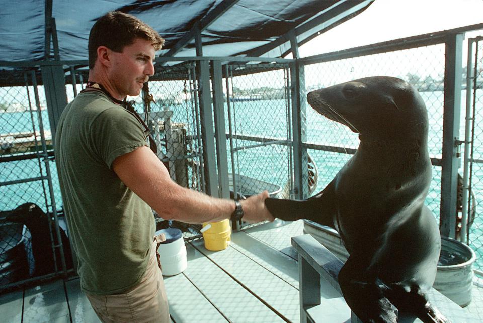 Navy trainer with a marine mammal sea lion