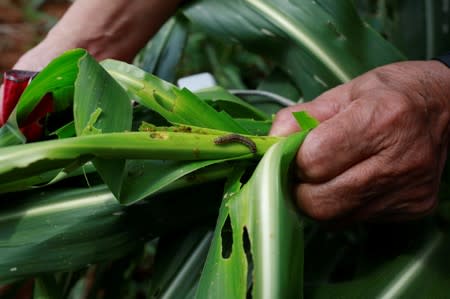 A farmer shows an Army Worm in a maize field at Pak Chong district in Thailand