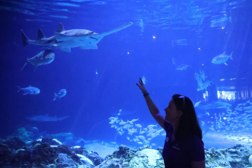 SeaWorld Orlando senior aquarist Becki Orze points out the male smalltooth sawfish that fathered three baby smalltooth sawfish who were born at SeaWorld Orlando, on Tuesday, Oct. 17, 2023, in Orlando, Florida.  / Credit: Rich Pope/Orlando Sentinel/Tribune News Service via Getty Images