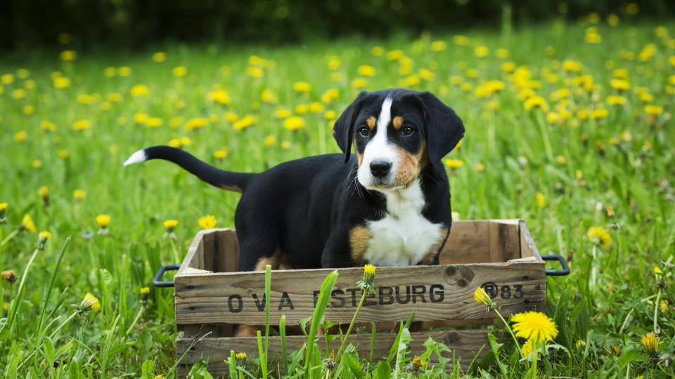 greater Swiss mountain dog puppy stands in a wooden slotted box in a field with yellow flowers