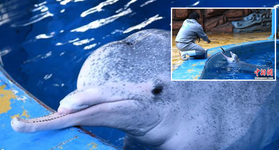 Two images showing the Chinese white dolphin which is missing its upper jaw.