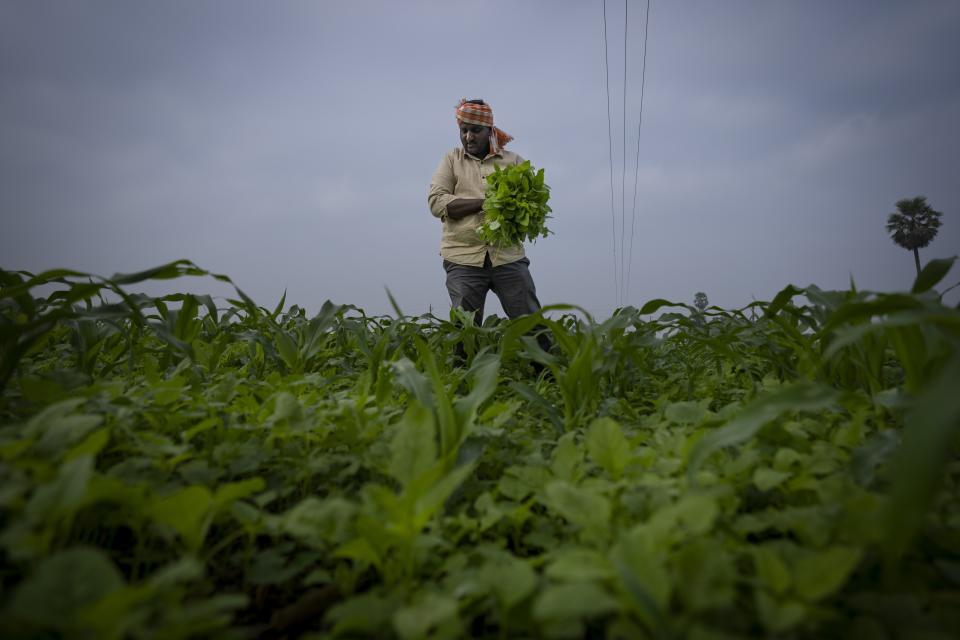 Ratna Raju a farmer who is part of a collective who practice natural farming, harvests spinach at his farm in Pedavuppudu village, Guntur district of southern India's Andhra Pradesh state, Monday, Feb. 12, 2024. The soil can absorb more water because it's more porous than pesticide-laden soil which is crusty and dry. (AP Photo/Altaf Qadri)