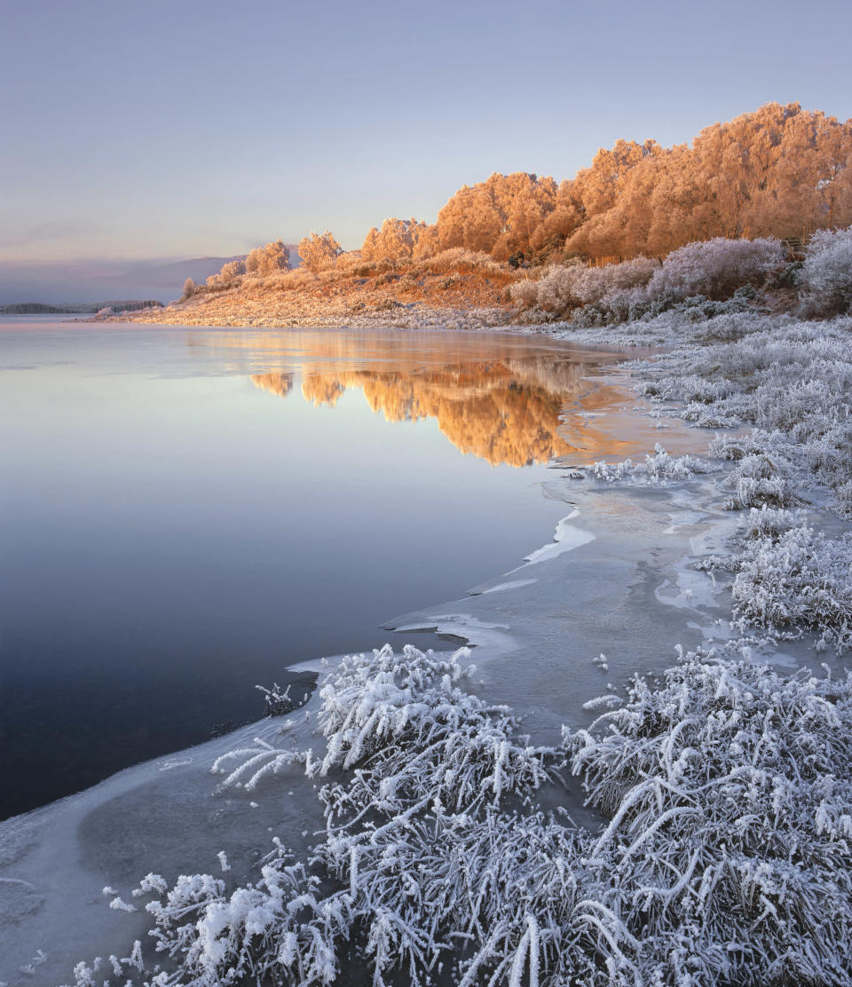 Loch Achanalt, Strathbran, Scotland: Ian Cameron's picture, for which he won the Epson 'Exceed Your Vision' award and was commended in the Classic View category, shows light at sunrise turning the frosted trees at the edge of the loch 'powdered ginger'. (Ian Cameron,  Landscape Photographer of the Year)