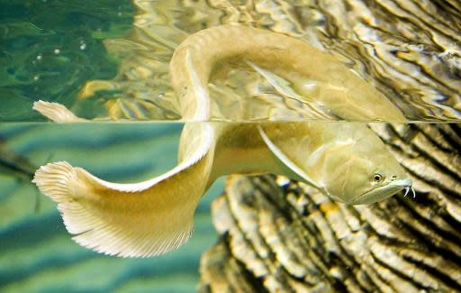 Un pez Arapaima en el acuario del Parque Explora en Medellín, Colombia en una foto de archivo. Este pez del Amazonas cuenta con un blindaje antipirañas que le hace único en la naturaleza (AFP/Archivos | Fredy Amariles)