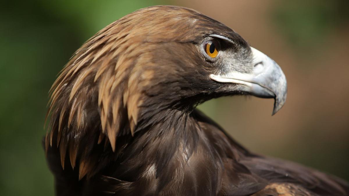 Águila real, una especie amenazada